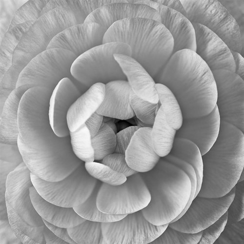Ranunculus Centre - Assaf Frank