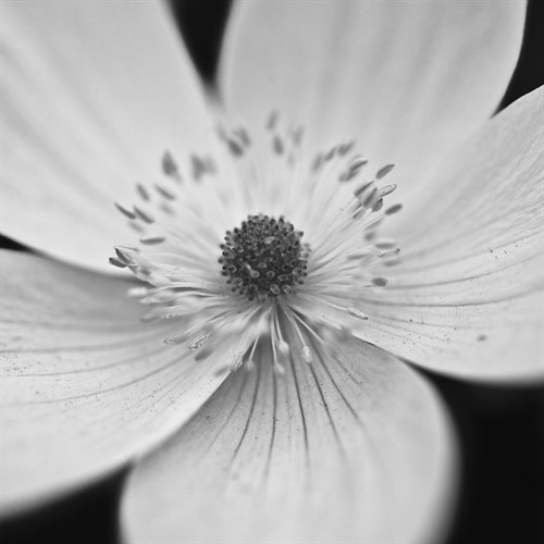 Anemone Centre - Assaf Frank