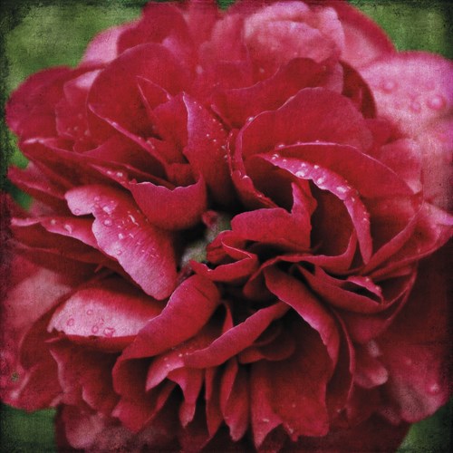 Peony Bloom - Pete Kelly