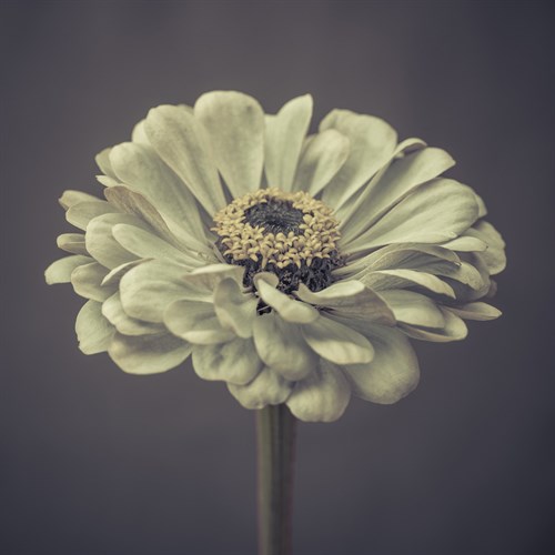 Zinnia Floral - Assaf Frank