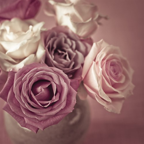 Bonica Rosa - Assaf Frank