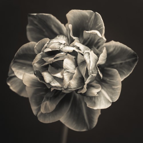 Tulipa Still - Assaf Frank