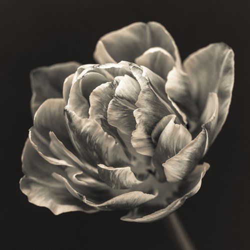 Tulipana Still - Assaf Frank