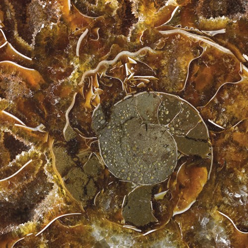 Ammonite - Spiral - Assaf Frank