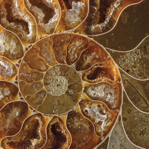 Ammonite - Whorl - Assaf Frank