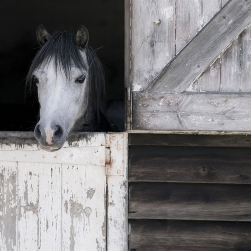 Southern Belle - Assaf Frank
