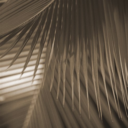 Frond Melody I - Tony Koukos