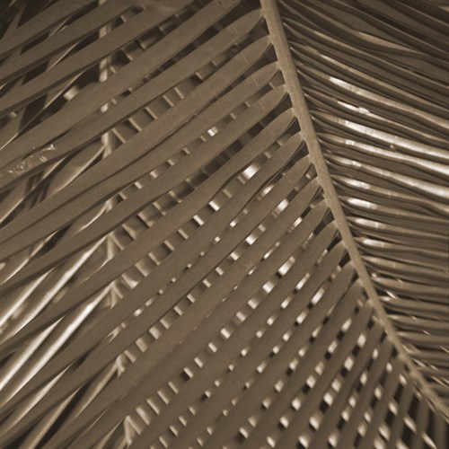 Frond Melody III - Tony Koukos