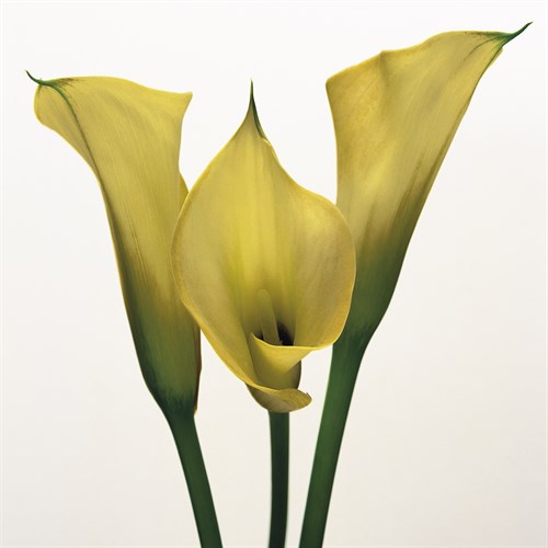 Lily Ensemble - Bill Philip