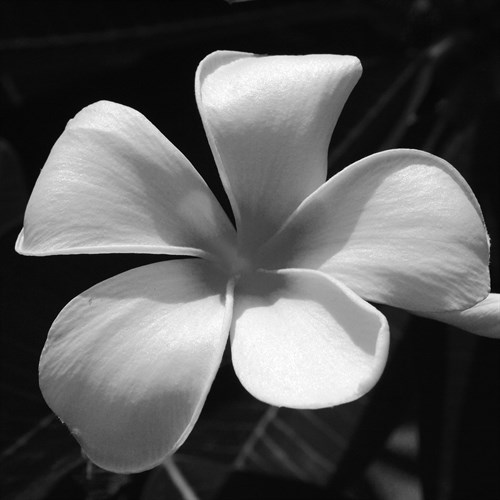 Tropical Bloom II - Tony Koukos