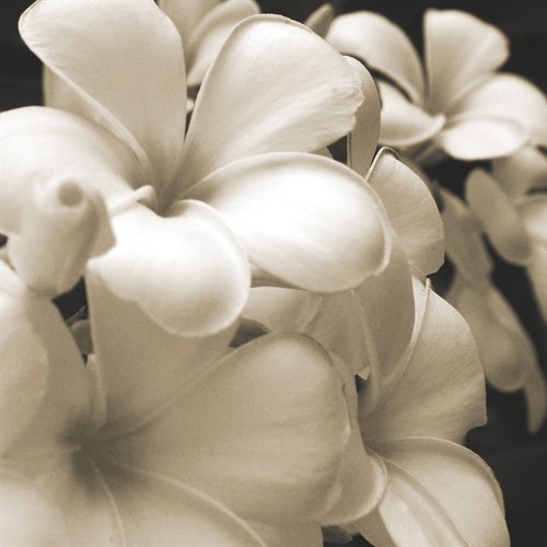Frangipani Twilight I - Tony Koukos