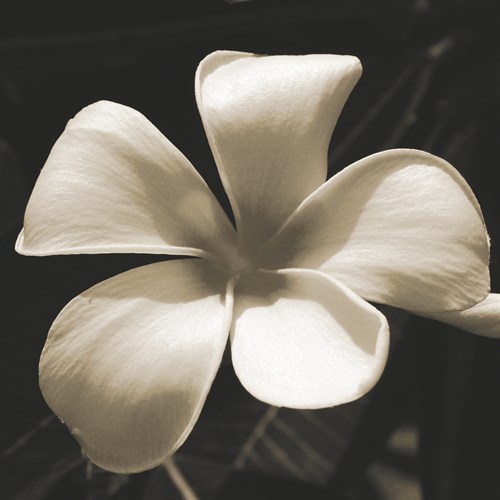 Frangipani Twilight II - Tony Koukos
