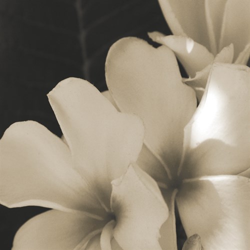 Frangipani Twilight III - Tony Koukos