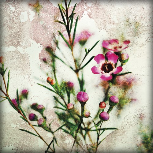Wax Flower II - James Guilliam