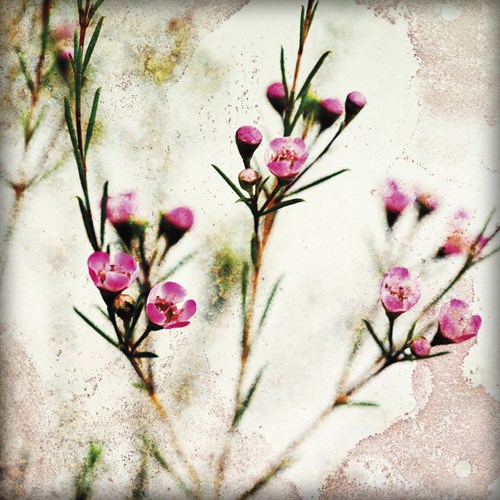 Wax Flower III - James Guilliam