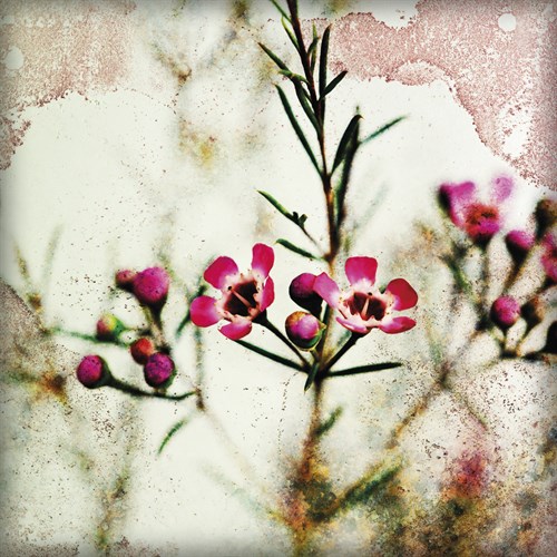 Wax Flower IV - James Guilliam