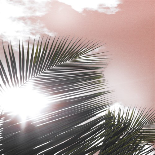 Palm Frond II - Malcolm Sanders
