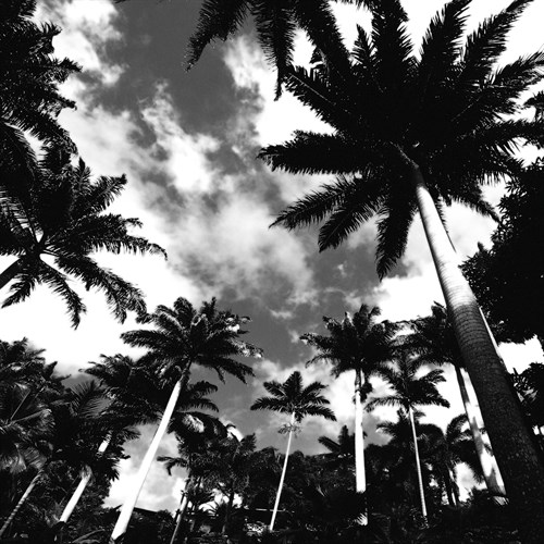 Towering Palms - Malcolm Sanders