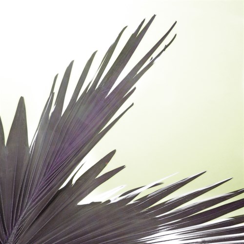 Tropica Avalon - Malcolm Sanders