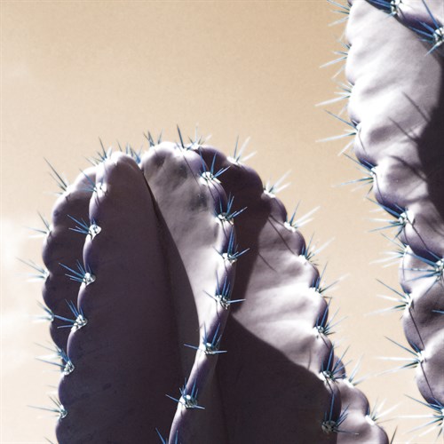 Jalisco - Malcolm Sanders