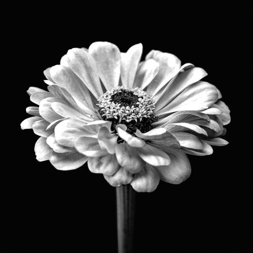 Zinnia Floral - Noir - Assaf Frank