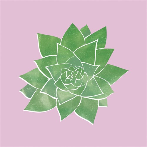 Sonora Aloe - Bright - Max Carter