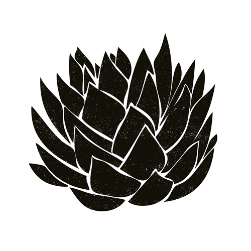 Tucson Aloe - Max Carter