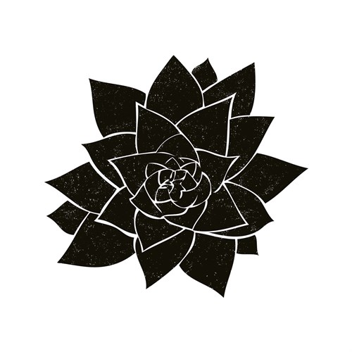 Sonora Aloe - Max Carter