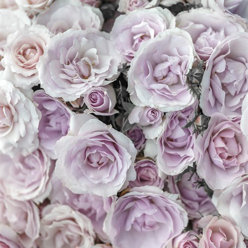Rose Carnation - Assaf Frank
