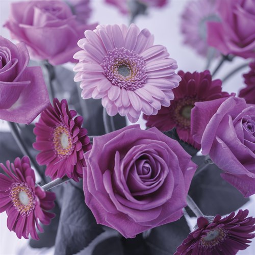 Rosy Posy - Assaf Frank
