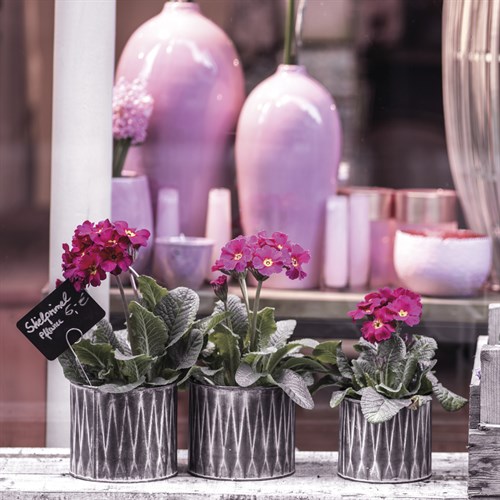 Posy Triplet - Assaf Frank