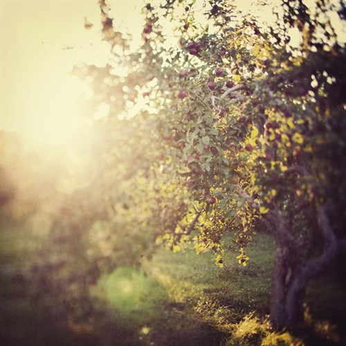 In the Orchard - Irene Suchocki