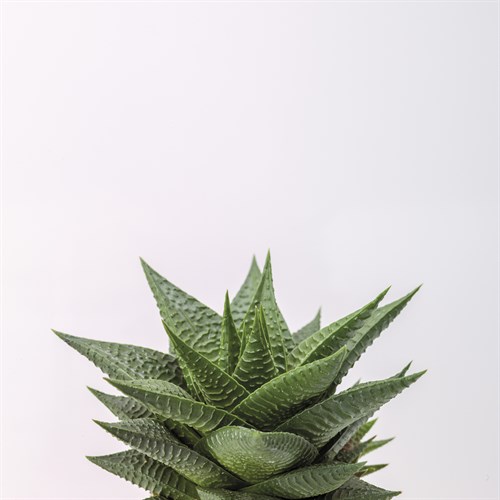 Haworthia - Assaf Frank