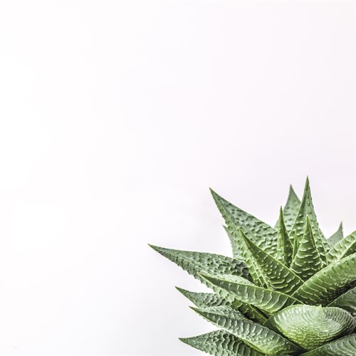 Fasciata - Assaf Frank