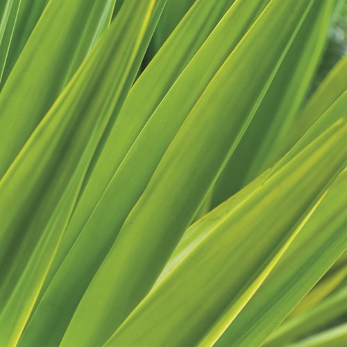 Chlorophyll - Gaetan Caron