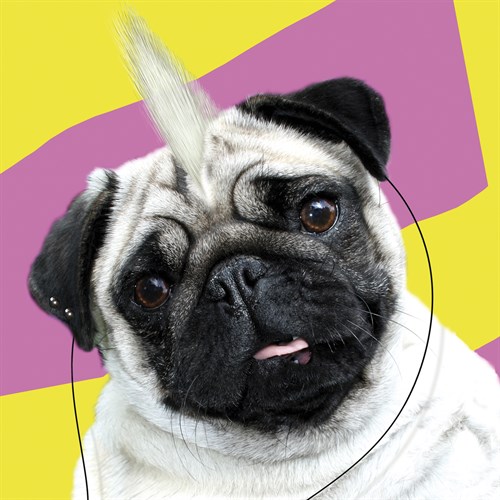 Pug Rotten - Malcolm Sanders