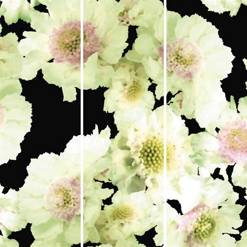 Night Flower - Trio - Sukhanlee