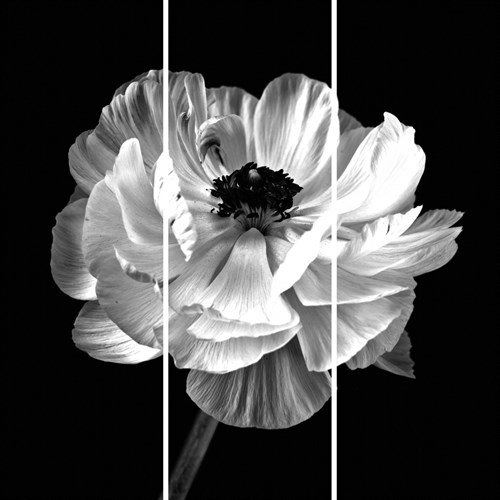 Floral Noir - Trio - Assaf Frank