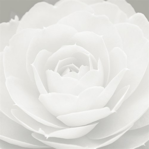 Camellia Frost - Ella Lancaster