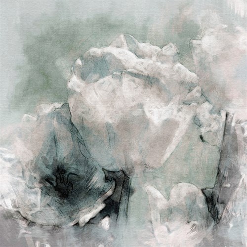 Tulip Flurry - Malcolm Sanders