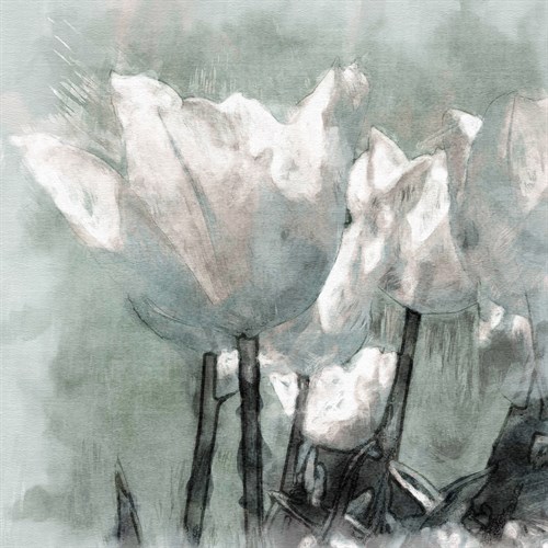 Tulip Breeze - Malcolm Sanders