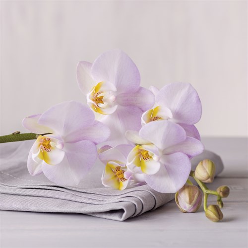 Orchid Calm - Assaf Frank
