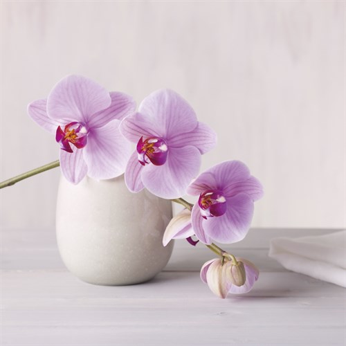 Orchid - Love - Assaf Frank