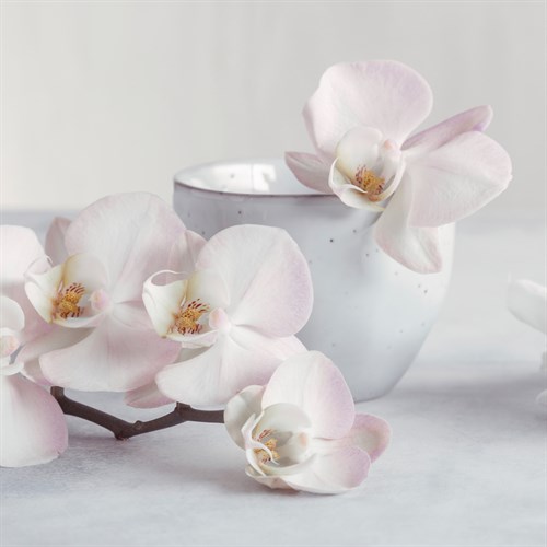 Orchid - Tranquil - Assaf Frank
