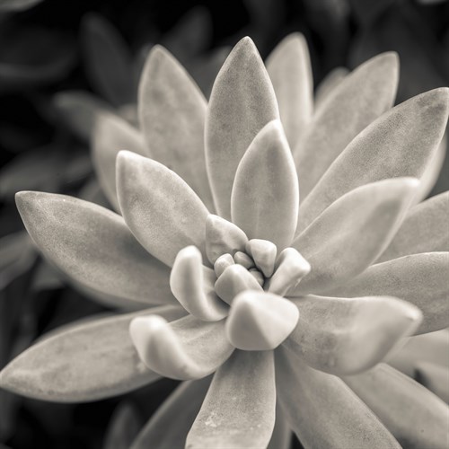 Echeveria Floret - Assaf Frank