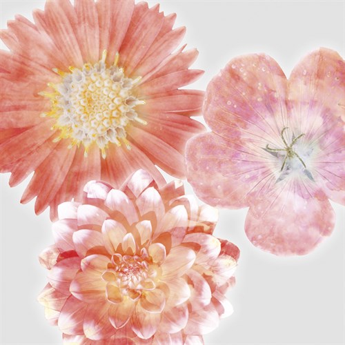 Luminescent Blooms - Collezione Botanica