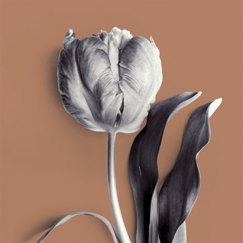 Tulipano Almond - Bill Philip