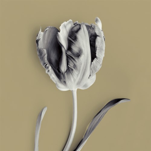 Tulipano Olive - Bill Philip