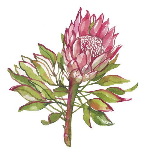 Protea Solitaire - Sandra Jacobs