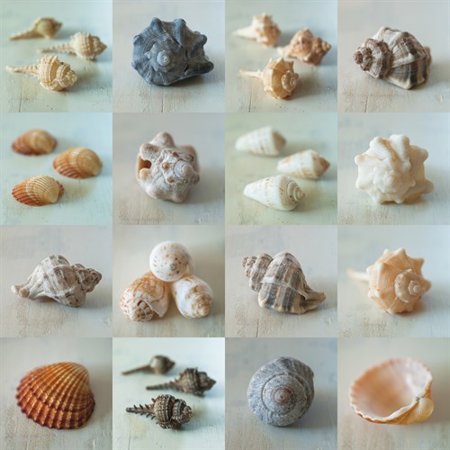 Shell Life - Assaf Frank